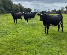10 February calving Xbred heifers