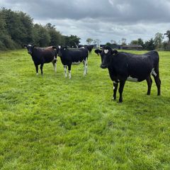 10 February calving Xbred heifers