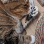 Cat Nap Infuser Pod's Image 6
