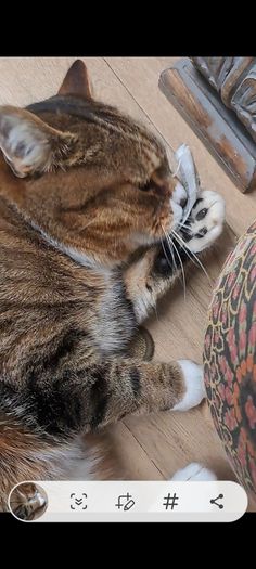 Cat Nap Infuser Pod's