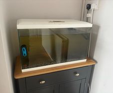 Fish tank for free