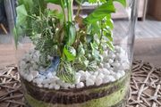 Home plant