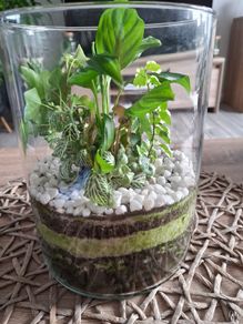 Home plant