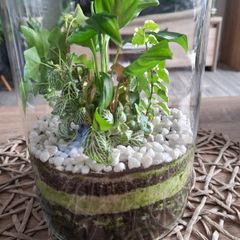 Home plant