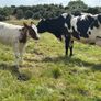 Farming Image 2