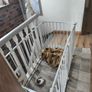 Dog Playpen with Image 2