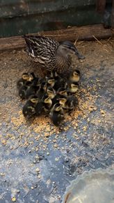 Duck and ducklings for sale