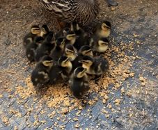 Duck and ducklings for sale