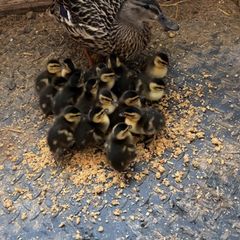 Duck and ducklings for sale