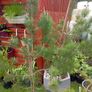 4Pine trees Image 4