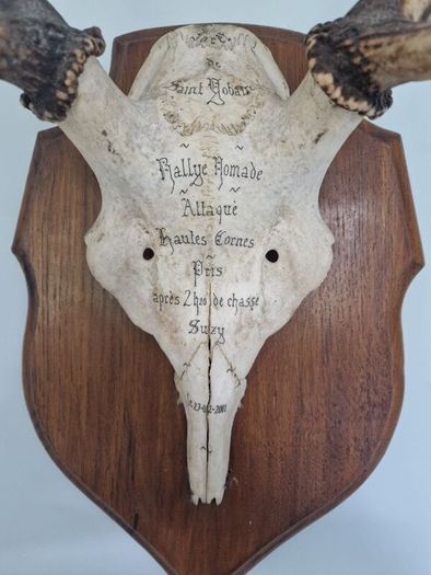 Deer antlers