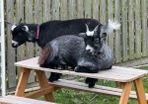 2 female pygmy goats