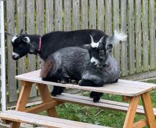2 female pygmy goats