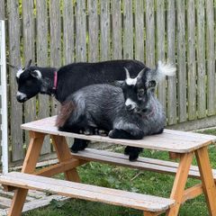 2 female pygmy goats