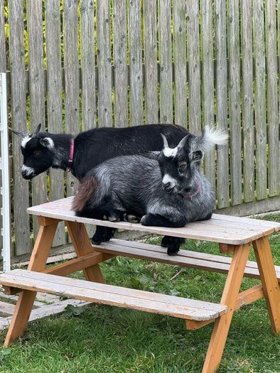 2 female pygmy goats