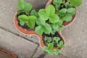 strawberries
