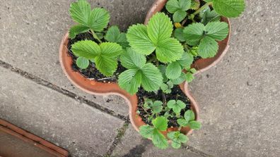 strawberries