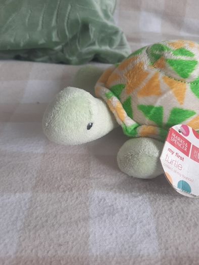 my first turtle