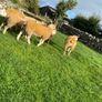 SIS Texel ram lambs Image 6