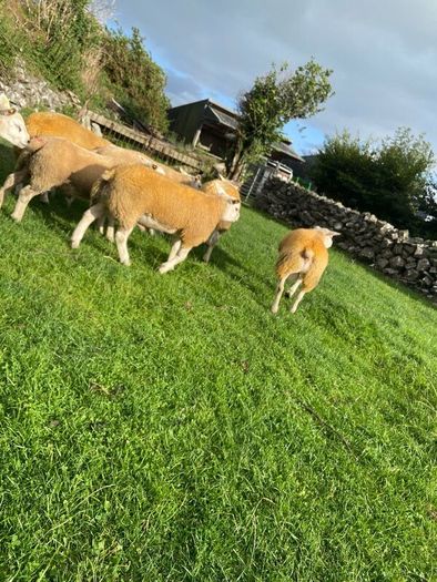 SIS Texel ram lambs