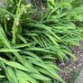 Crocosmia Image 2