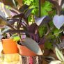 House plants Image 7