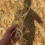 Straw & Hay 8x4x4 8x4x3 Image 2