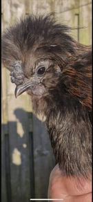 Black Silky Rooster