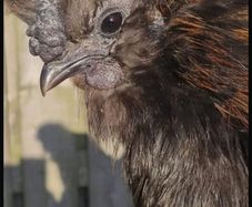 Black Silky Rooster