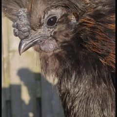 Black Silky Rooster