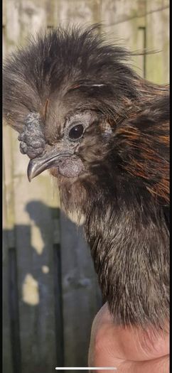 Black Silky Rooster