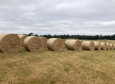 2026/25 hay for sale