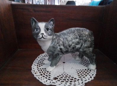 Grey Manx Cat