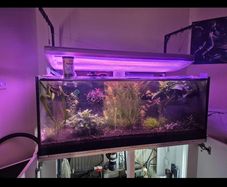 Custom build aquarium 370 liter +sump extras