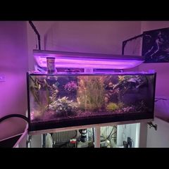 Custom build aquarium 370 liter +sump extras