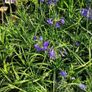 Herbaceous Perennials in 3 litre just  7.50 euro Image 6