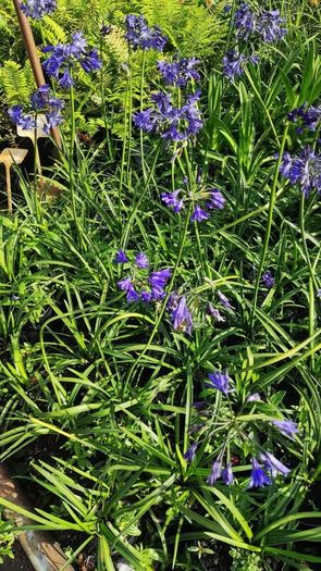 Herbaceous Perennials in 3 litre just  7.50 euro