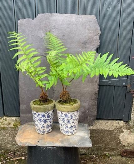 Two potted ferns