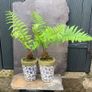 Two potted ferns Image 2