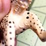 Schleich and Papo animal figurines Image 7