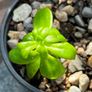 Succulent Cacti Plant Collection Image 5
