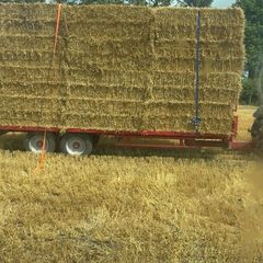 wheaten straw 8x4x3