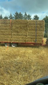 wheaten straw 8x4x3