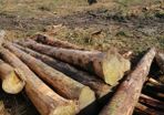 Timber