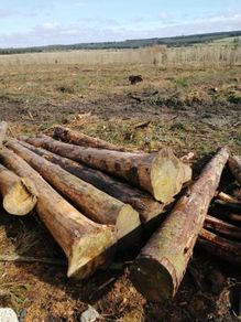 Timber