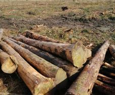 Timber