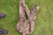 Fish Tank Drift Wood