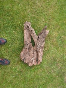 Fish Tank Drift Wood