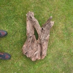 Fish Tank Drift Wood