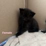 kittens Image 3